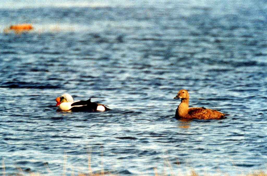 Duck, King Eider, Deadhorse, AK, 1999-06, B07P50I02.jpg - King Eider